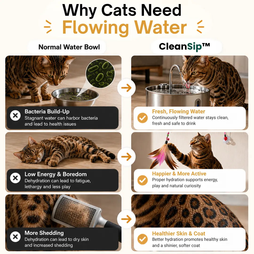 CleanSip™ - Cat Water Station